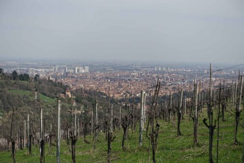 Bologna colli vineyard