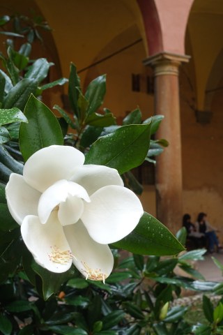 A magnolia in the courtyard of Bologna's music conservatory.