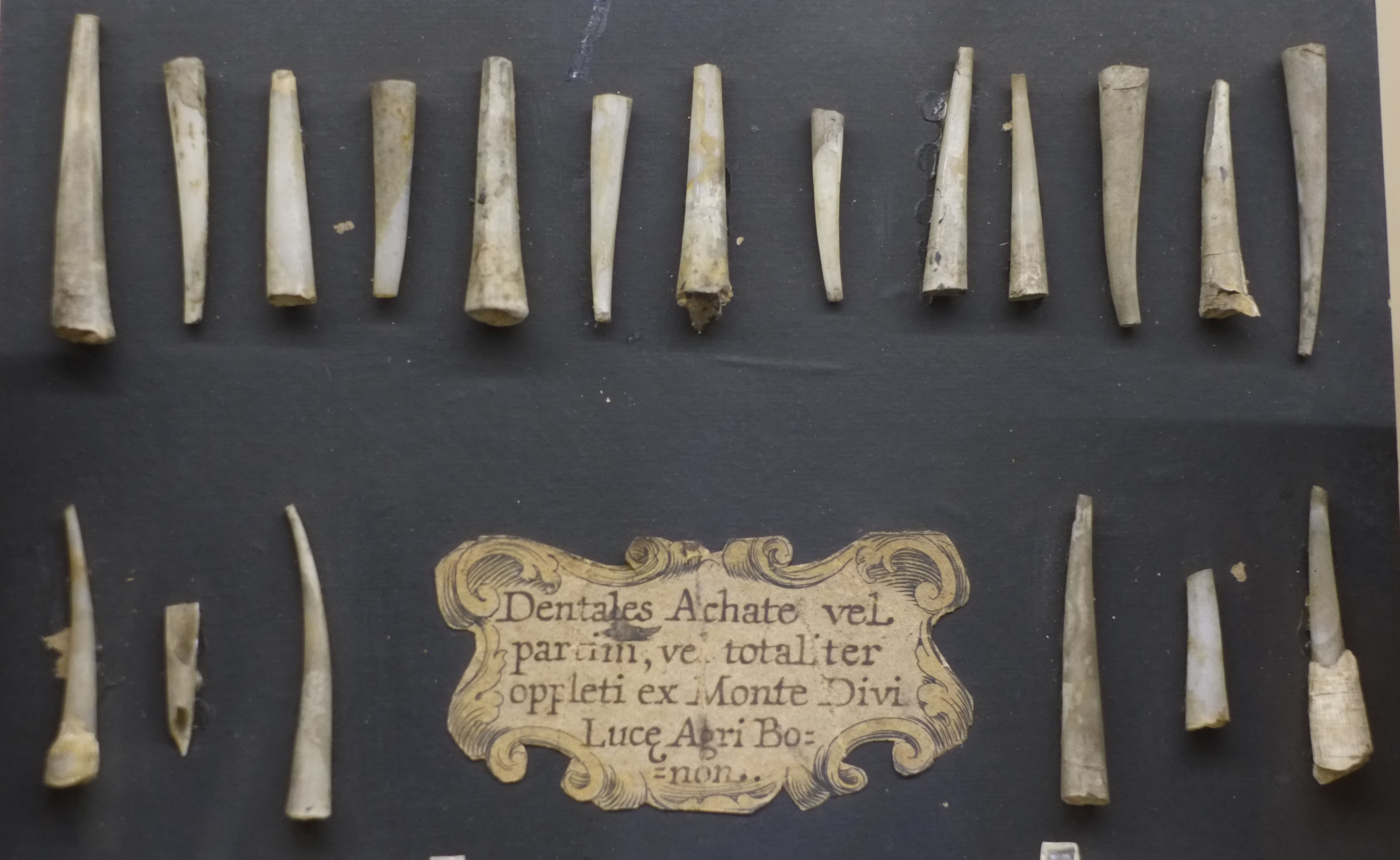 pogggi ancient teeth