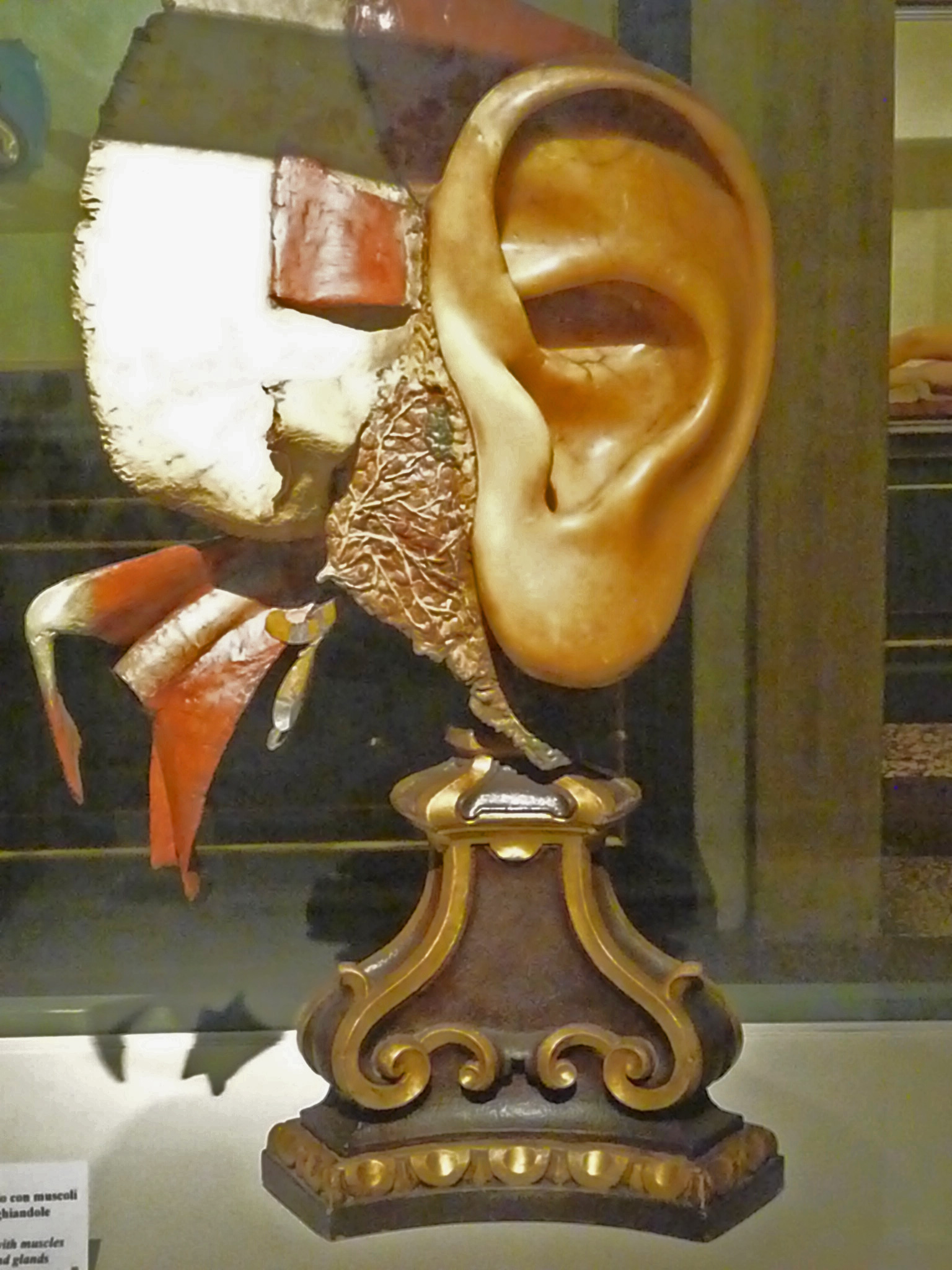 poggi morandi ear