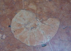 Bologna fossil ammo it’s Portico Pavaglione